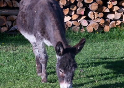 Tierischer Besuch